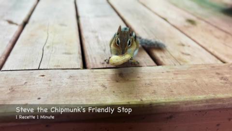 Steve the Chipmunk's Friendly Stop / Squirrel (shorts)