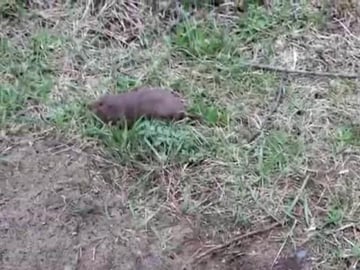 mole 