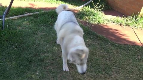 Wolf's DNA results are in. What is he?