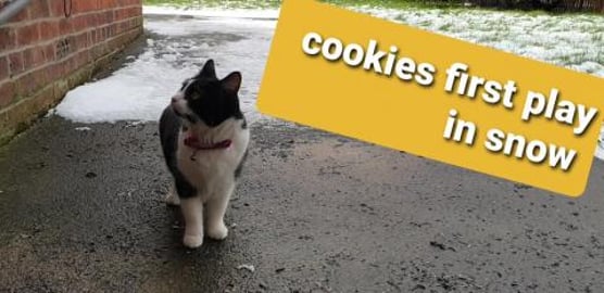 Cats ???? Cookies 1st Time Playing In Snow