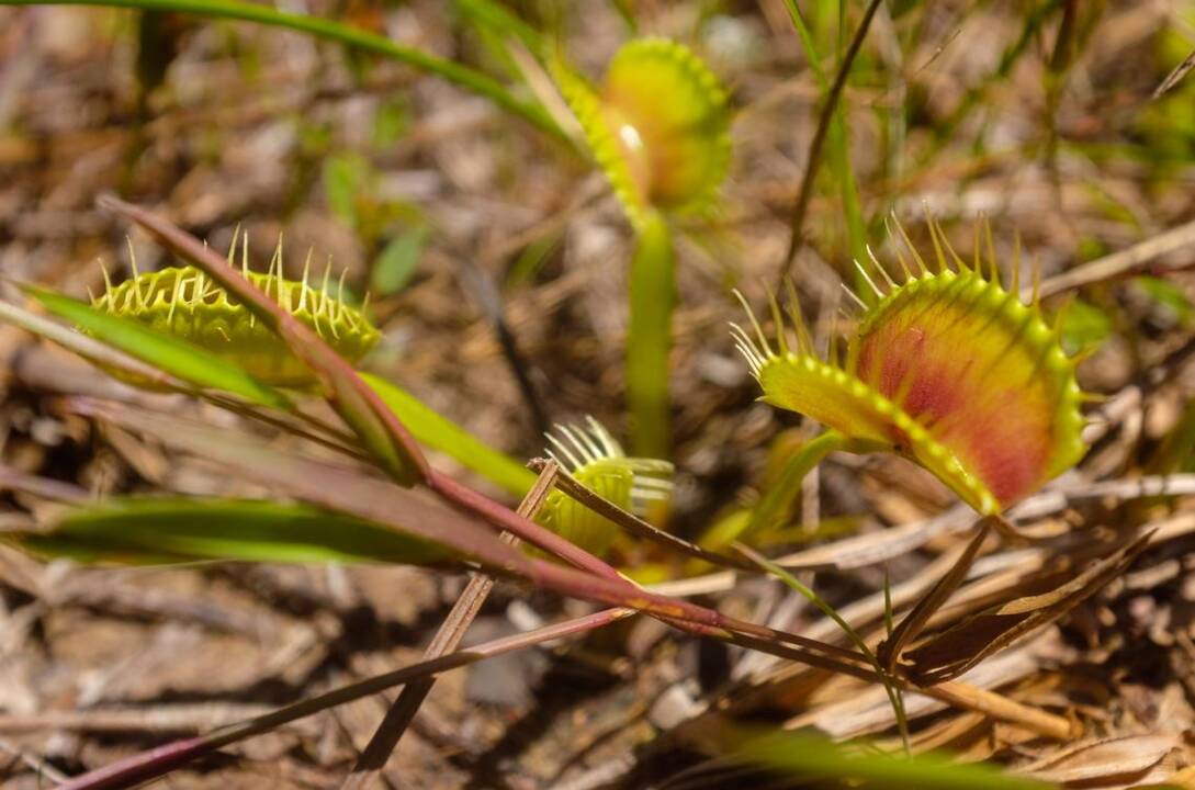 Venus Flytrap  San Diego Zoo Wildlife Explorers