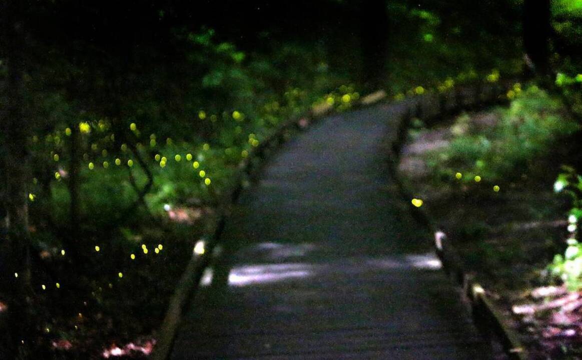 Photographing Fireflies at Congaree National Park The State