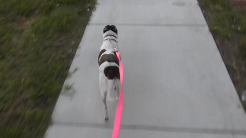 Tenterfield Terrier excited to go on a short walk by hers...