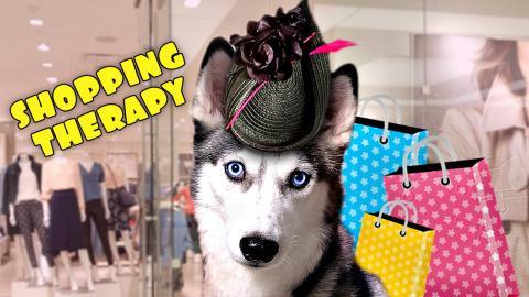 Ms. Laika The Husky Needed Some Shopping Therapy! | Funny...