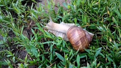 Snail on the grass