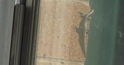 Lizard friend sunning itself & listening to wrens outside...