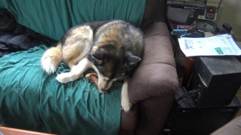 Malamute & husky enjoy pigs ears