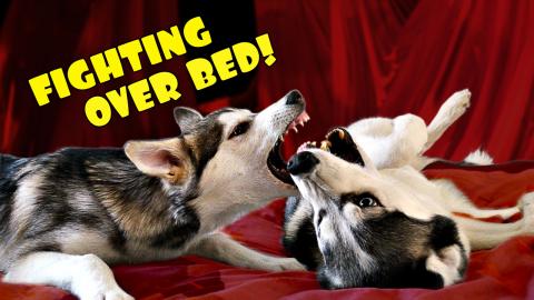 Huskies Laika & Loki Fighting Over New Dog Bed | Funny Do...
