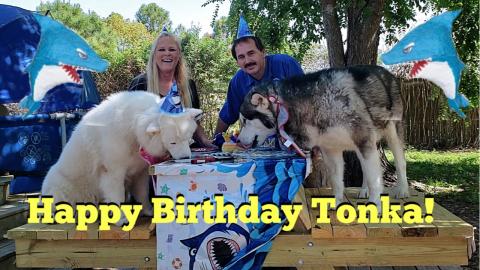 Malamute's Social Distancing Birthday Party