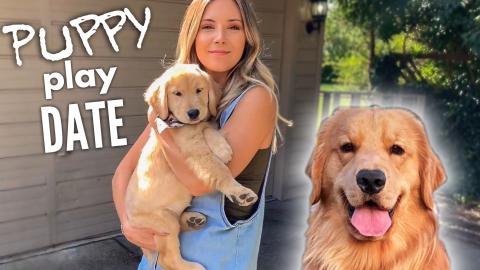 My Dog Has a Puppy Play Date