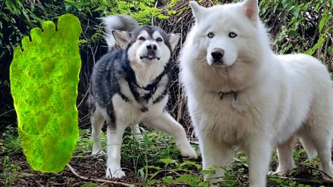 Malamute & Husky Catch BIGFOOT | Must Watch!
