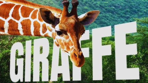 Giraffe Facts That Will Blow Your Mind!