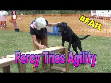 Our Dog Percy the Black Labrador Retriever - tries agilit...