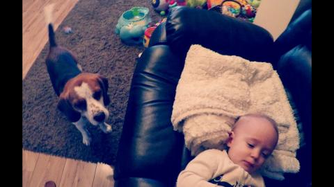 Cute Dog Helping Daddy With Changing Baby Diaper