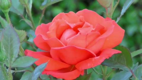 Relax with flowers