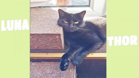 The most beautiful kitten in the world