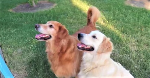 Funny Dogs React To New Flying Bungee Toy!