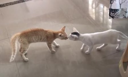 Gify reaction on Tortoise !!!