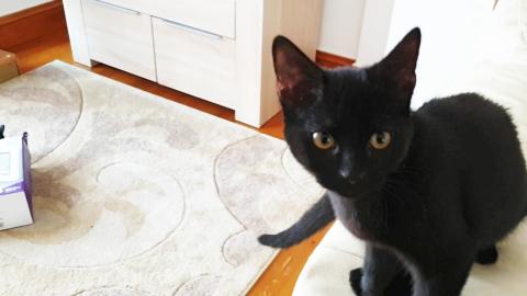 Kittens Are The Best Pet You Can Have