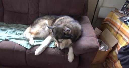 Wolf sharing Birthday pigs ears with his Husky sister