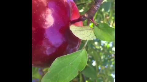 Food: Home grown Organic Empire Apples 