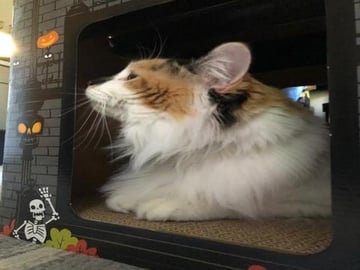 Luci moves into her new Halloween house
