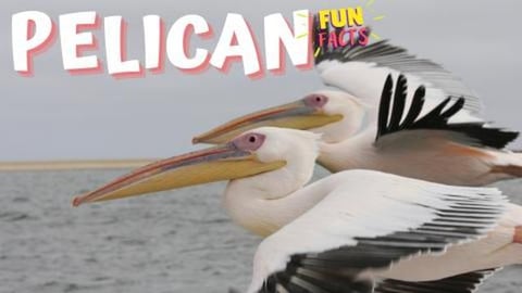 PELICAN - The Incredible World of Pelicans - Fun Facts