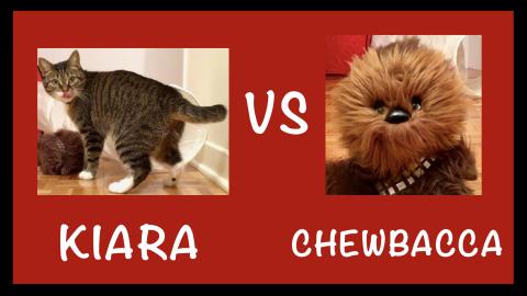 Kiara vs Chewbacca / Funny Cat Video