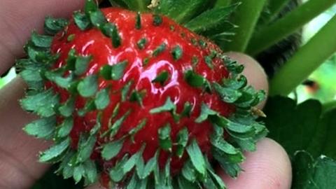 6 Foods Growing Within Themselves
