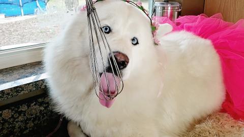 Baking A Root Beer Cake With My Husky
