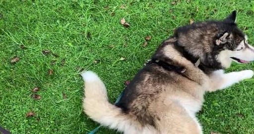 Who doesn't enjoy a good Malamute roll