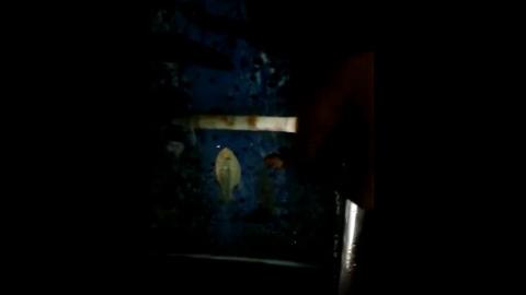 Hand Feeding a LargeMouth Bass (Coolest thing ever)