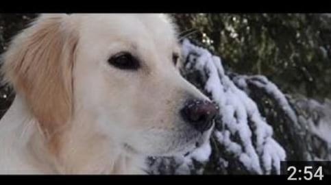 Lola. The English Cream Golden Retriever. 