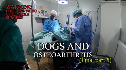 Percy the Labrador has his Operation