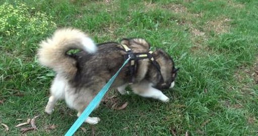 Tikaani spotted a Hare & new dog moved into Eddie's