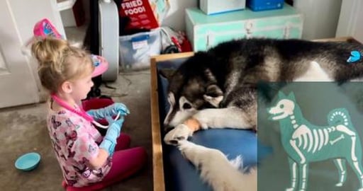 Giant Dog Shocks Vet With Broken Toe