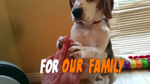 Our Dog is Our Family 