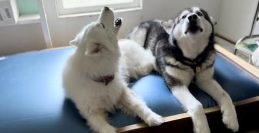 Happy Huskies Get a New Waterbed #alaskanmalamute #husky