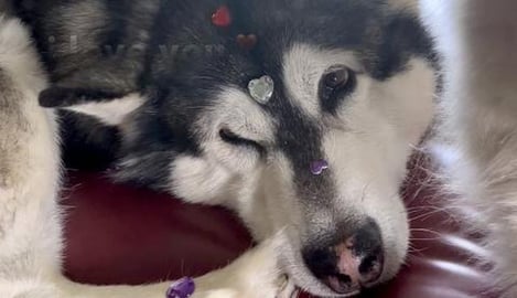 Tonka Gets Bedazzled while Practicing being a Daddy