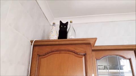 Having kittens around is always a joy