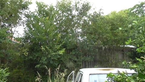 Cod, a Husky & a Malamute. Its a little fishy.