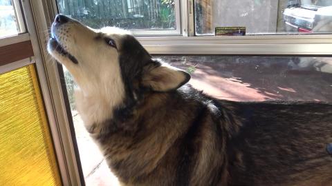 Malamutes & Huskies and Bonnie, being Roosters