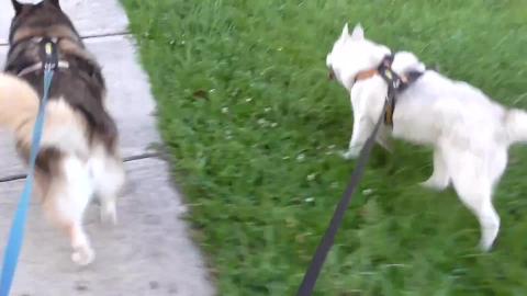 Doggy nose pocking under the fence to say hi to Huskies