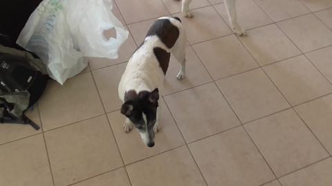 Introducing Molly the Jack Russell to husky Wolf