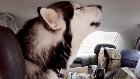 Malamute Sings The Rainy Day Blues