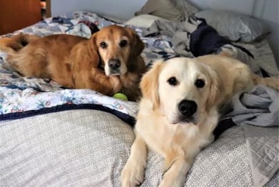 Golden Retriever Dogs Act Like Scaredy Cats!