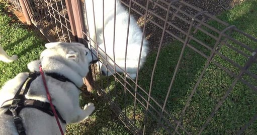 Look who we met today & Husky wants to play with her