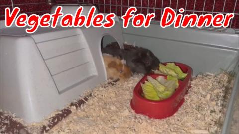 Sheldon & Leonard moved in, Vegetables for dinner