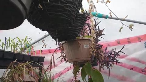 ASMR Water Drips In Greenhouse Kitchen Gardening with Kim...