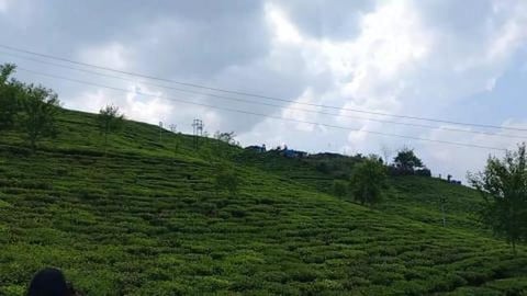 Temi Tea Garden | Sikkim